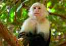 Monkey kapuchin